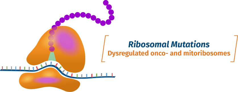 Ribosome