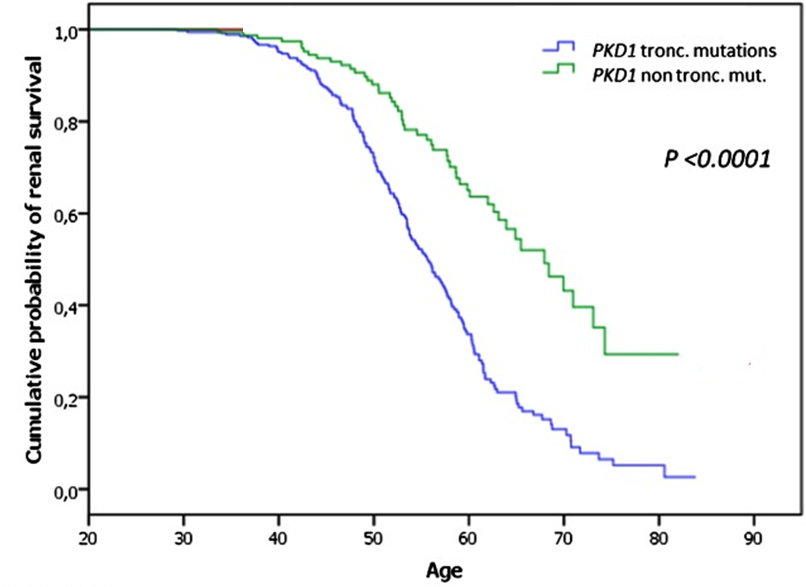 ADPKD disease mechanism
